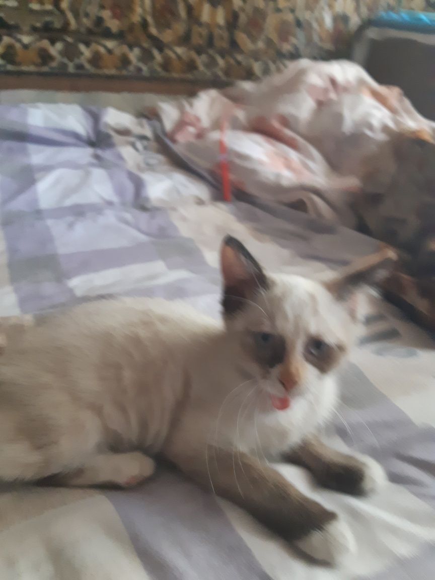 Котята брат и сестра