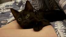 Отдаются в добрые руки кот и кошка