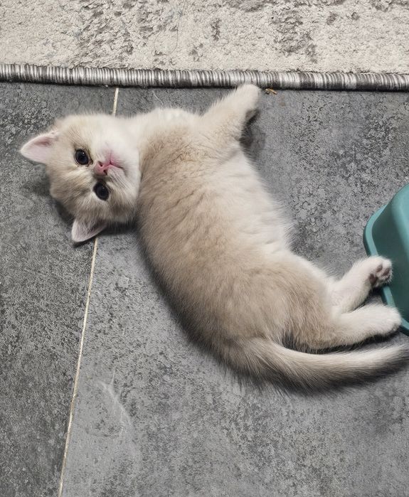 Британская золотая шиншила продаётся