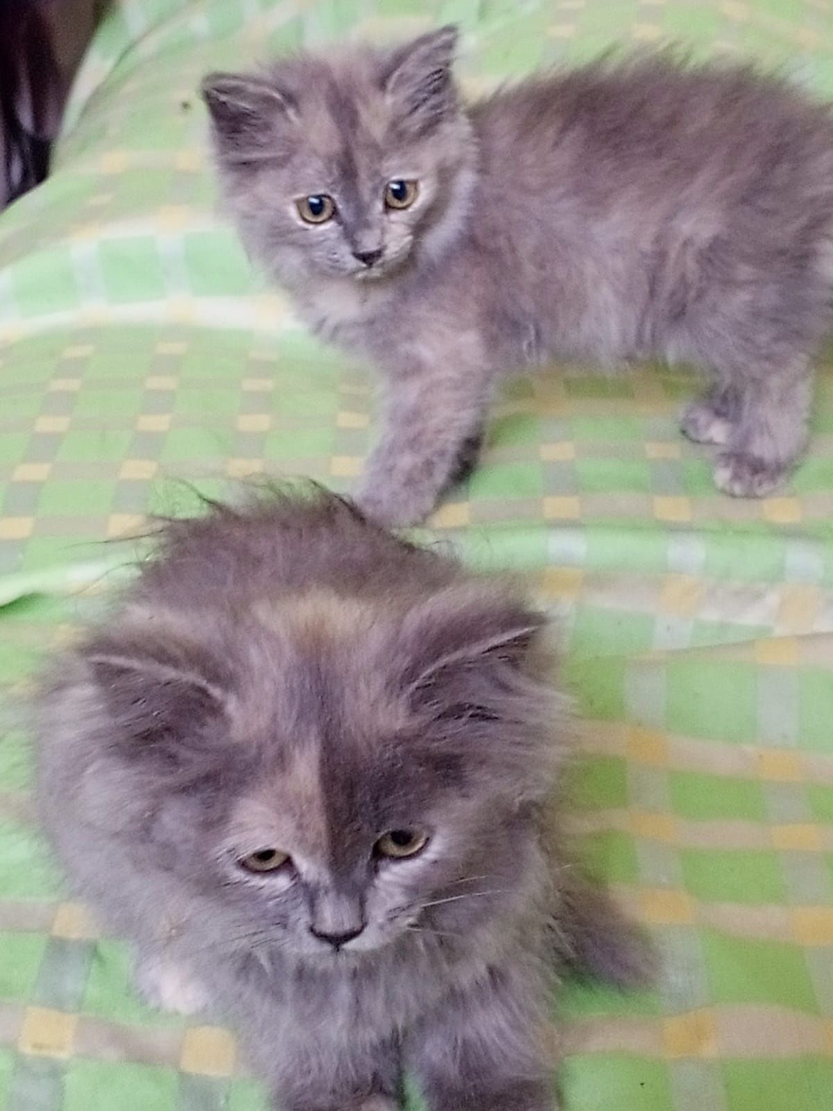 Отдам котят бесплатно