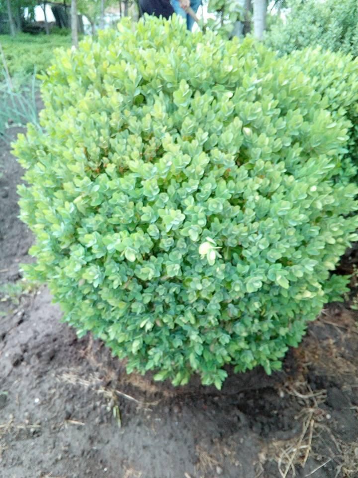 Vând Buxus Gard Viu