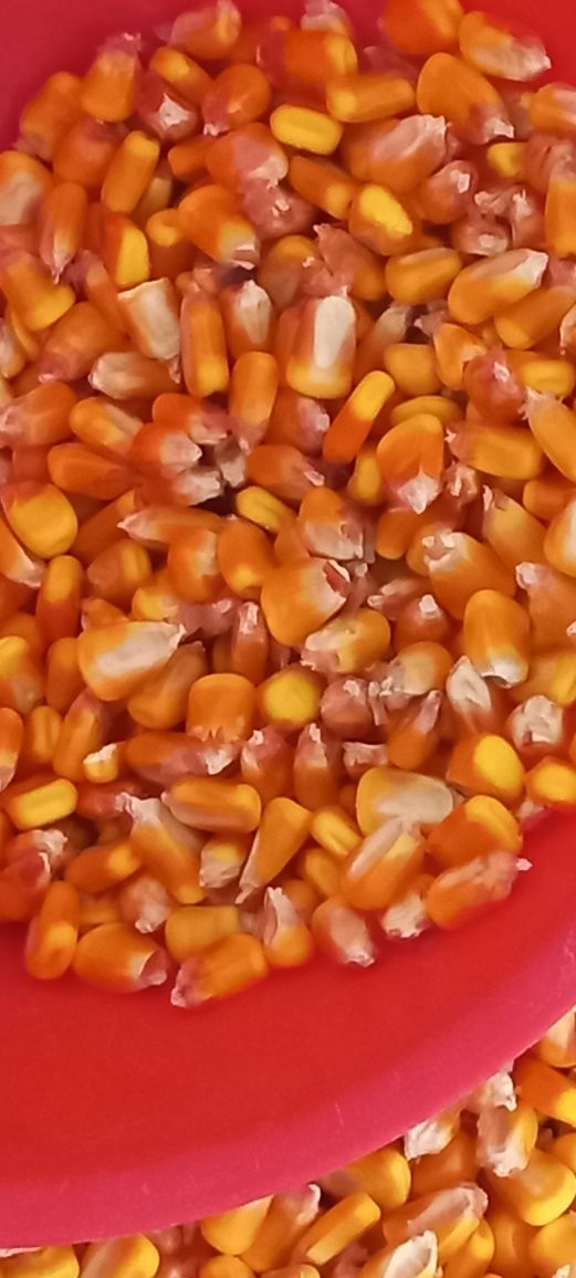 Porumb1,35 kg ,grau1,25kg,orz,mazare,floare,uruiala,tarate