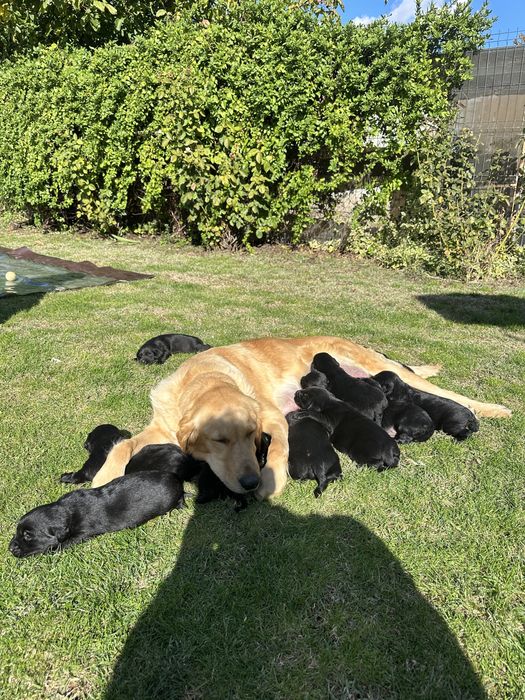 pui de adoptat (metis golden retriever