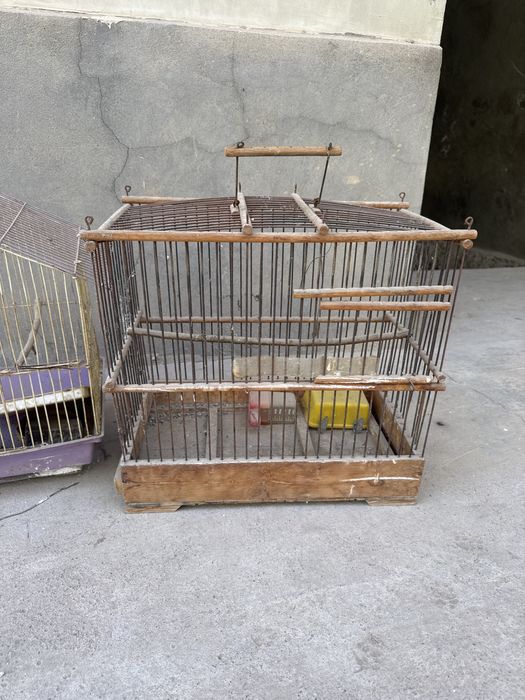 Qafas xammasi ozi qarab kelishtirip bervorama