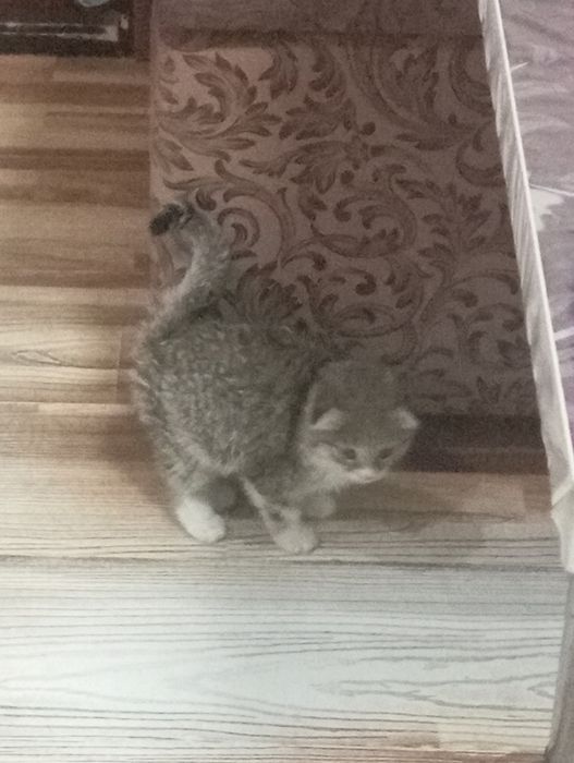 Продается котенок 400 тысяча сум