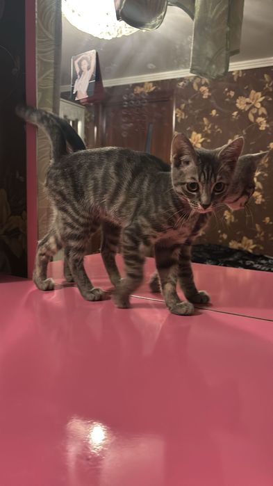 Мальчик котенок срочно