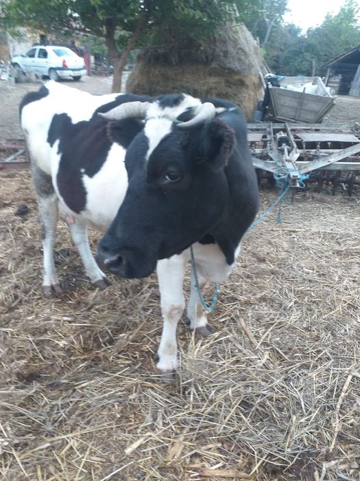 Vaca de vanzare..