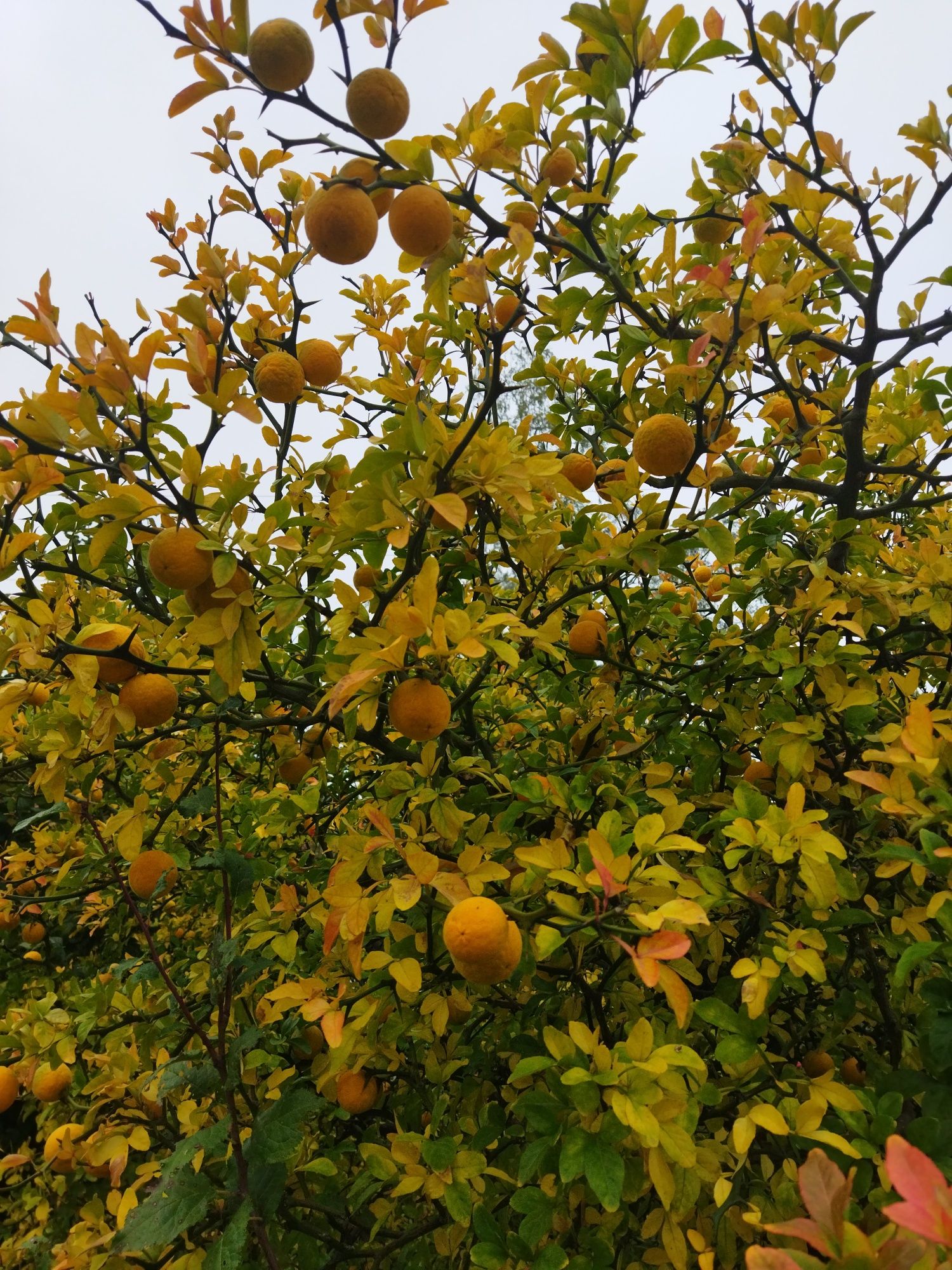 Див лимон (Poncirus trifoliata)