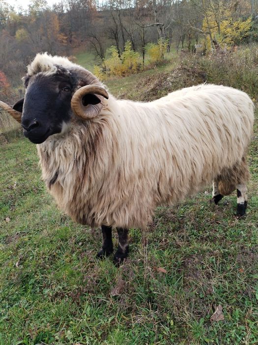 Vând mior și berbecuți