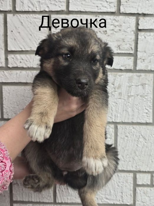 Щенки немецкой овчарки полукровки