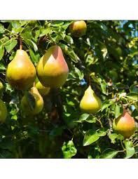 Par (Soiul Harroe Sweet )