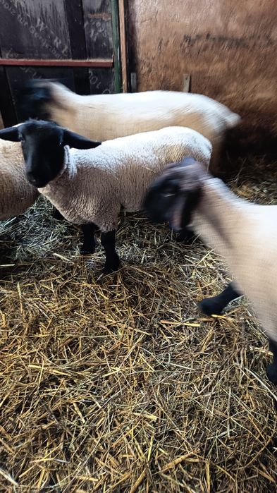 Vand  2 mielute suffolk