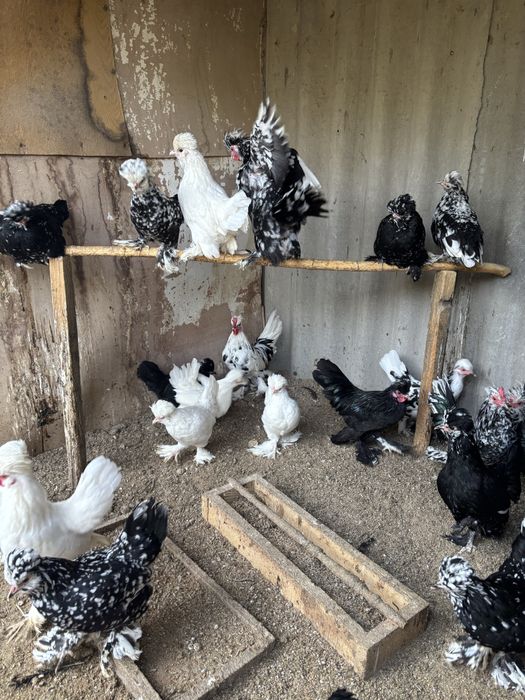 Японские курочки , султанки