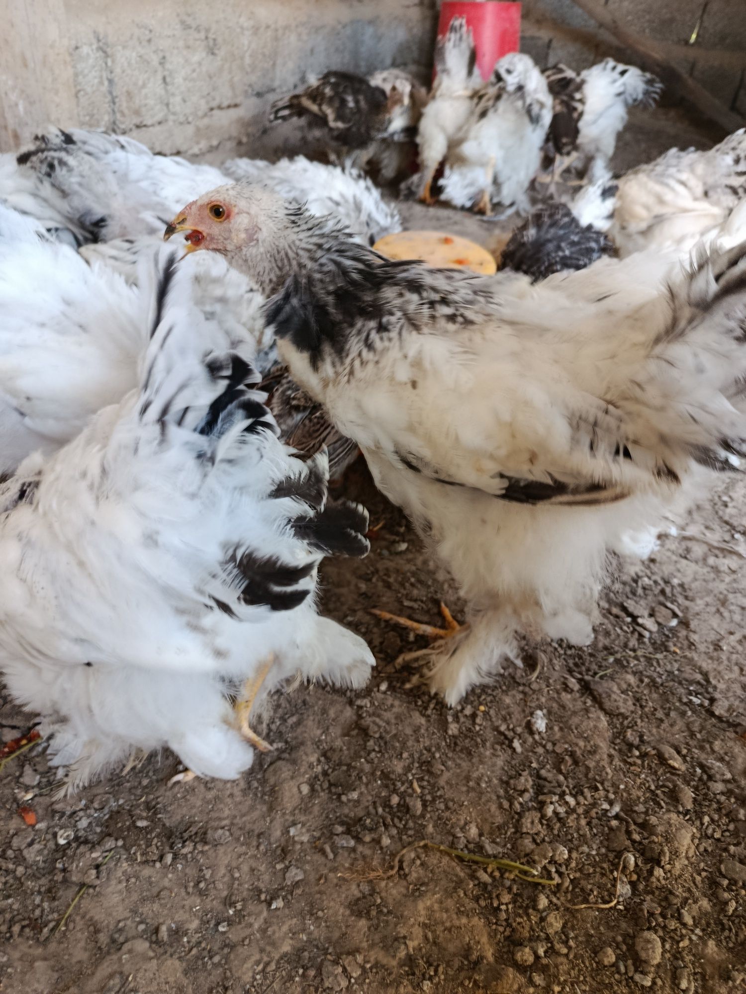 Уй товуклари сотилади брама