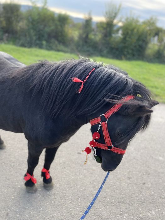 Ponei armasar de monta