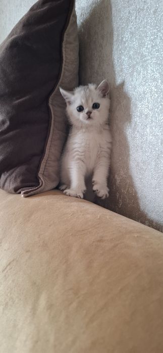 Чистокровные котята от правильной вязки