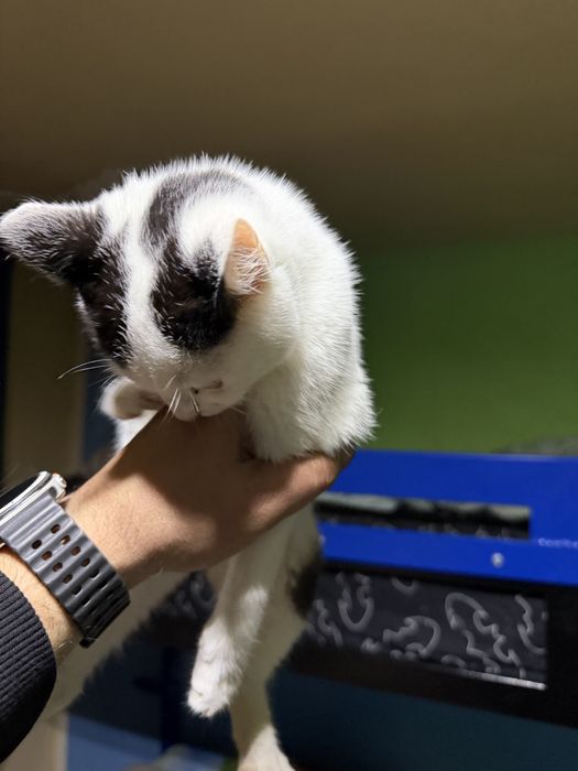 Motanei spre adoptie