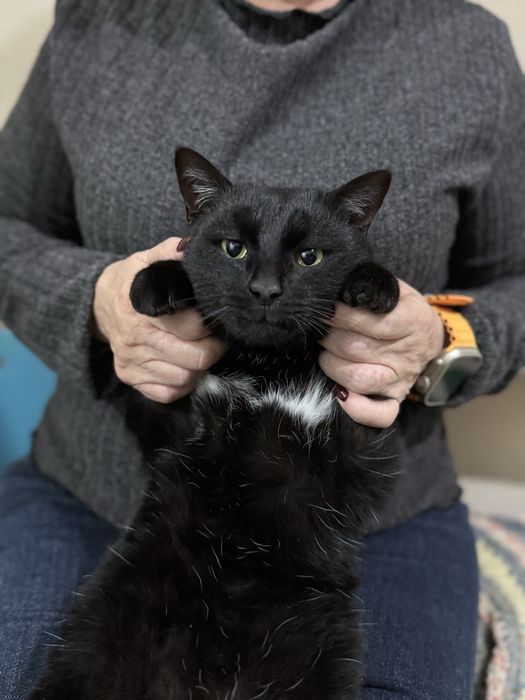 Отдам кота в добрые руки