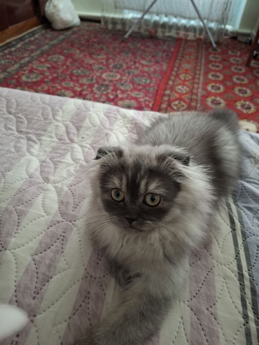 Scottish Fold Longhair