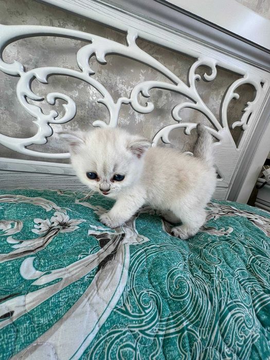 Поинт Шиншилла тозза зоттор. Кони тоза козлари кук