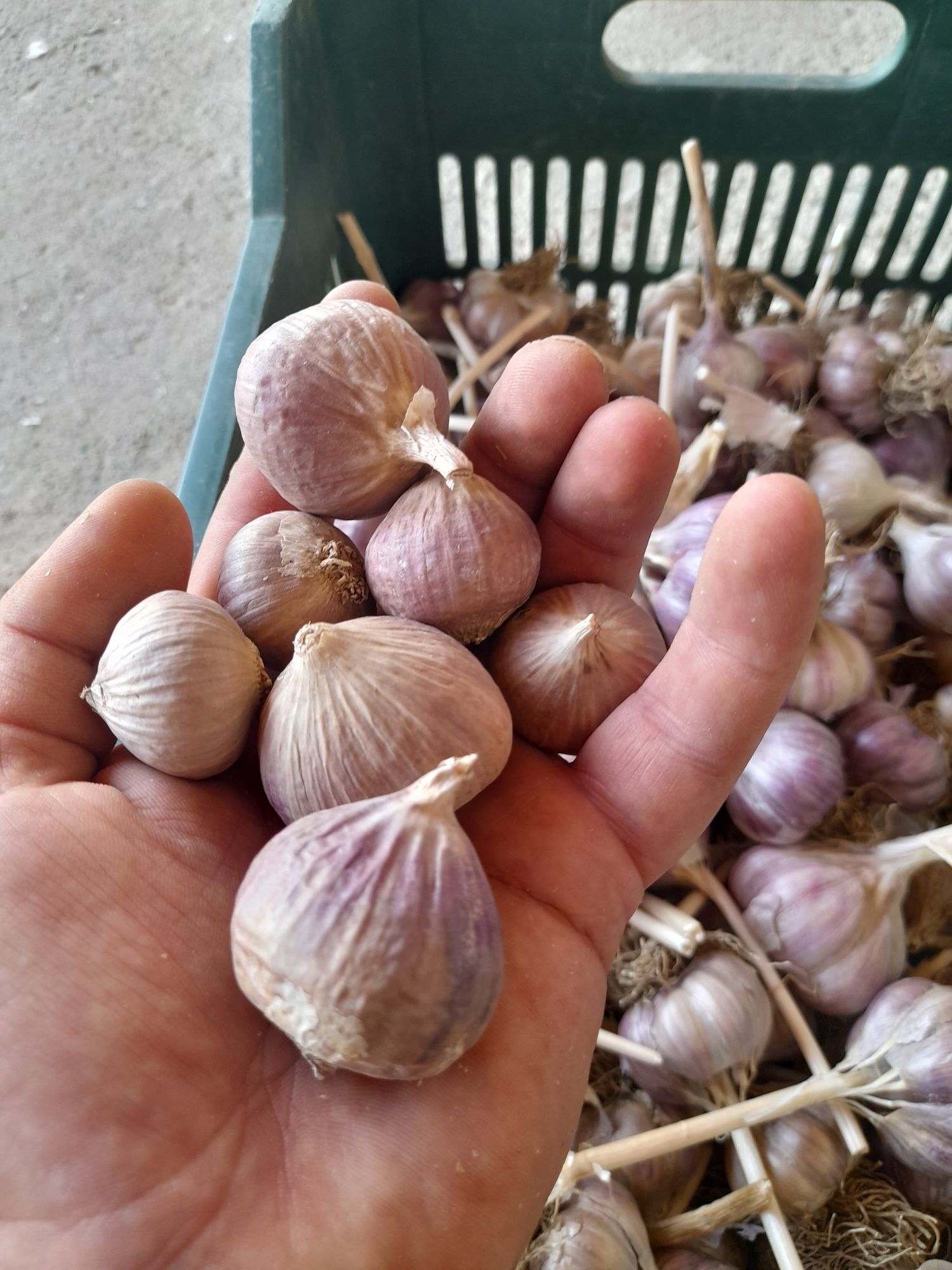 Usturoi românesc Baib (un singur cățel) consum sau sămânță