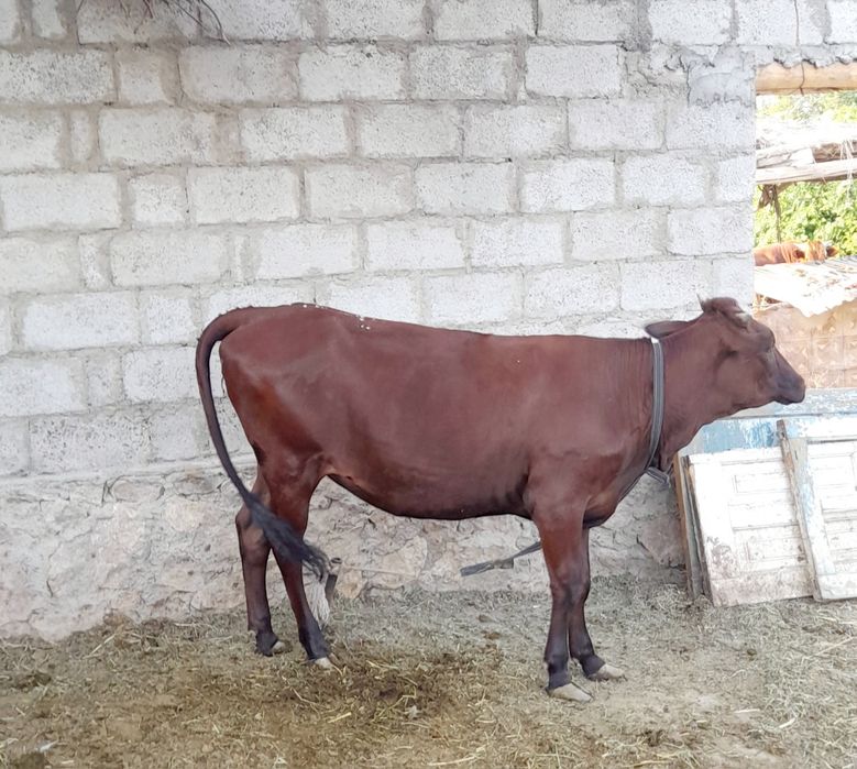 Soĝlom baquvvat ĝunojin