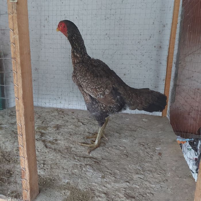 Ветнам курочка 1.5год крупный 4кг