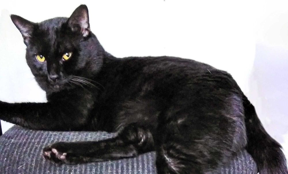 Отдам котенка (мальчик) добрым, заботливым, любящим животных людям