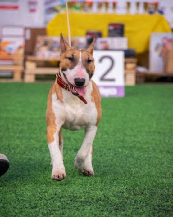 Бультерьер для вязки