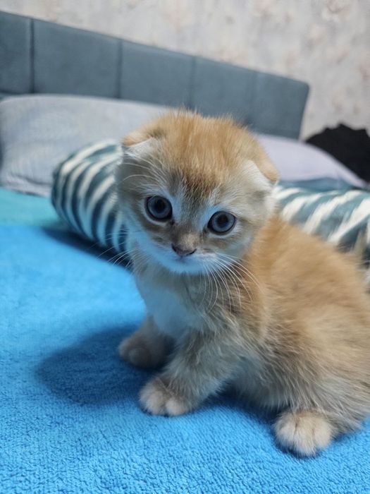 Scottish fold, Scottish straight