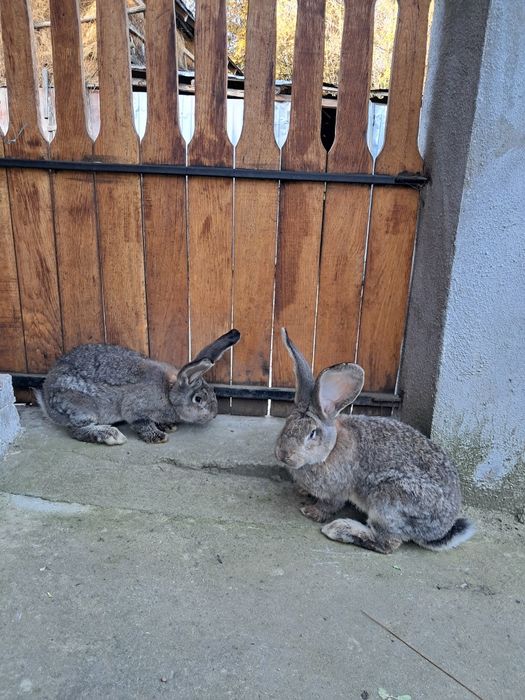 Vând pereche de iepuri uriaș