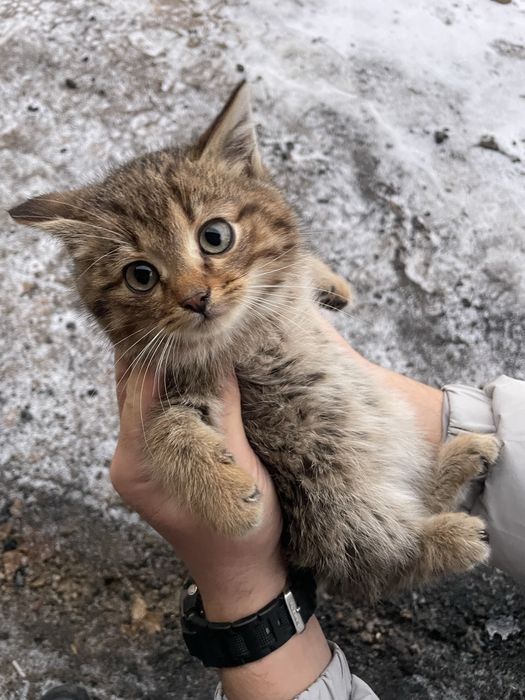 Котенке будут красивые и большими здоровыми ишут дом коянды 88дом дома