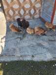 Găini araucana puicuțe