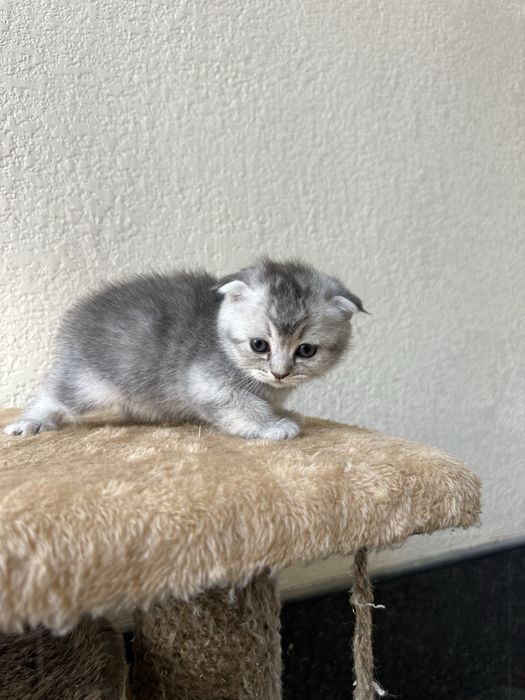 Котёнок 4 шт  Папа скотиш страйт мама  Шиншила скотиш