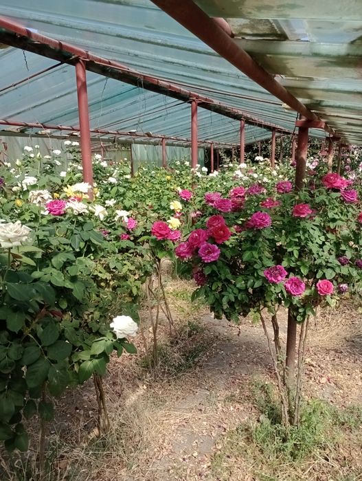 Trandafiri pomișori,17 culori,înălțimea 1.20-1.40m.