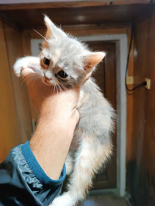 Подарявам женски котета