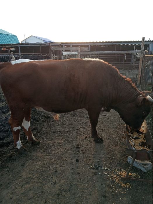 Быки на мясо собственно выращенные