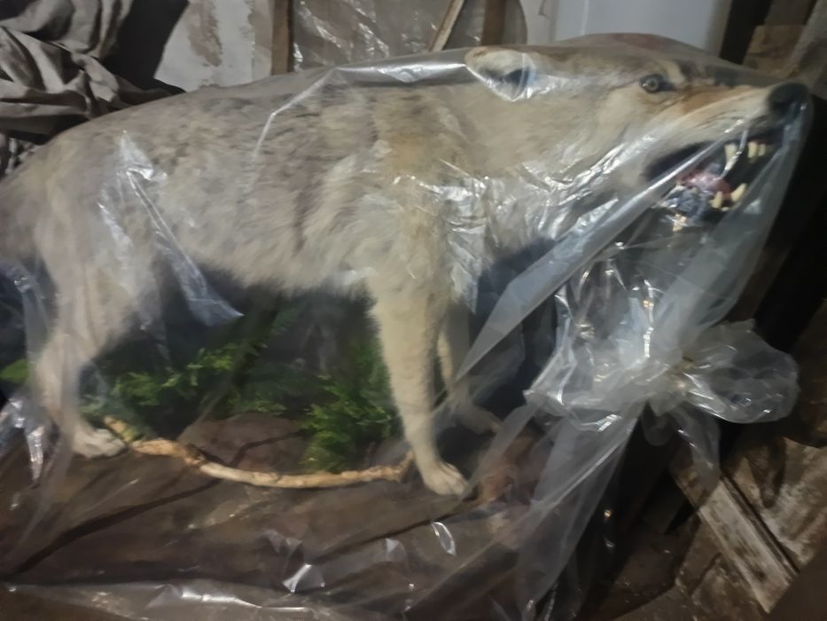 Чучело волка. Новое.