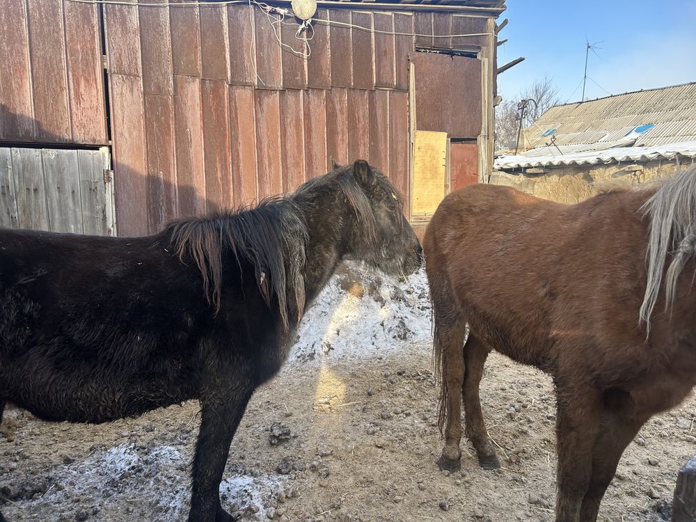 Продам лошадей жылкы сатылады!