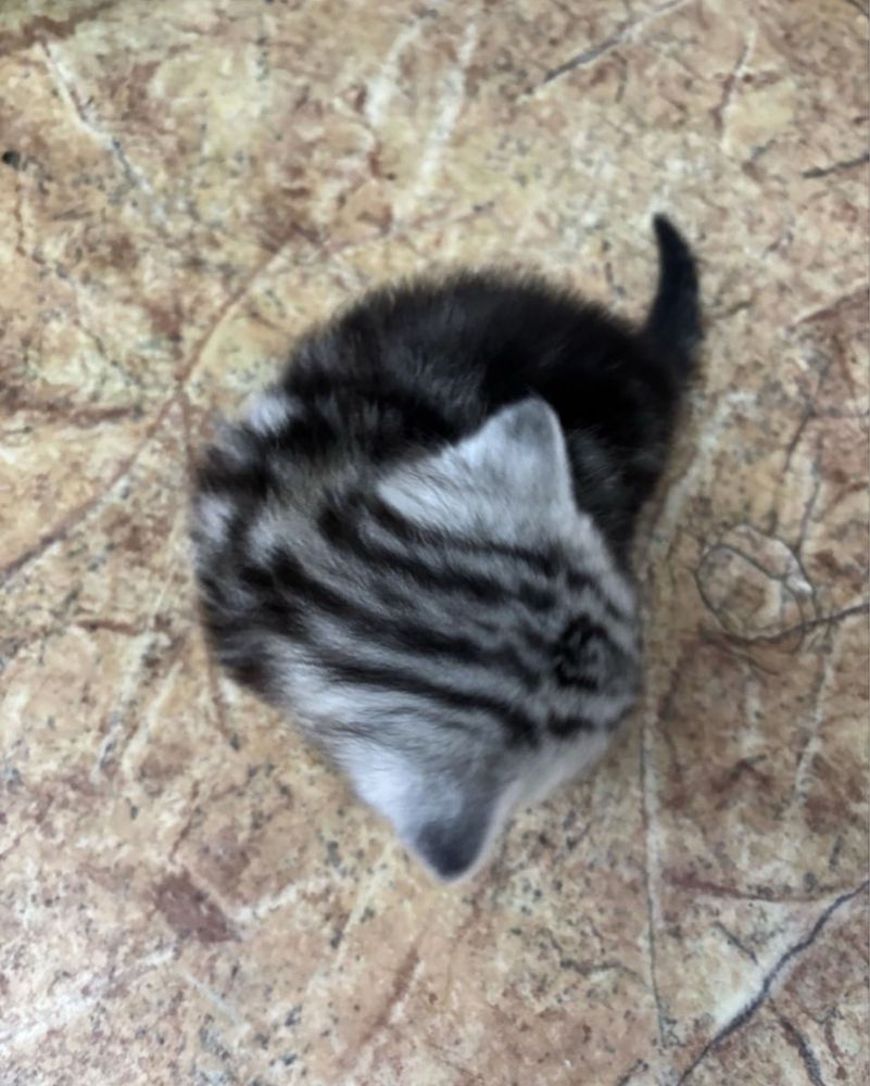 Скоттиш фолд котят продам.