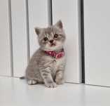Fetita British Silver Tabby