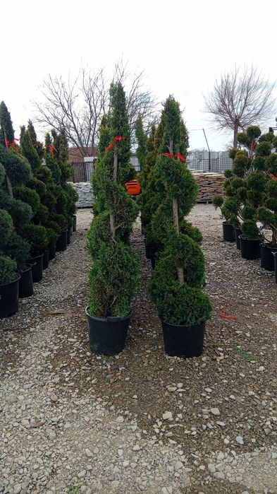 Plante ornamentale diferite specii și dimensiuni