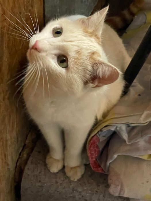 Отдам котика в добрые руки