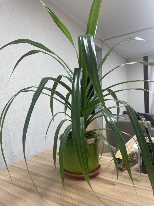 Комнатное растение