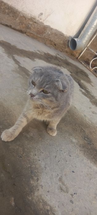 kichkina zoti toza seri rang