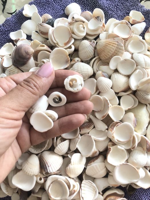 Продам морские ракушки от 0,5 до 2см