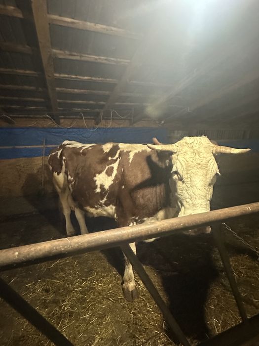 Vaca baltata romaneasca