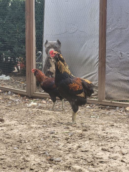 Cocoși Araucana de vanzare