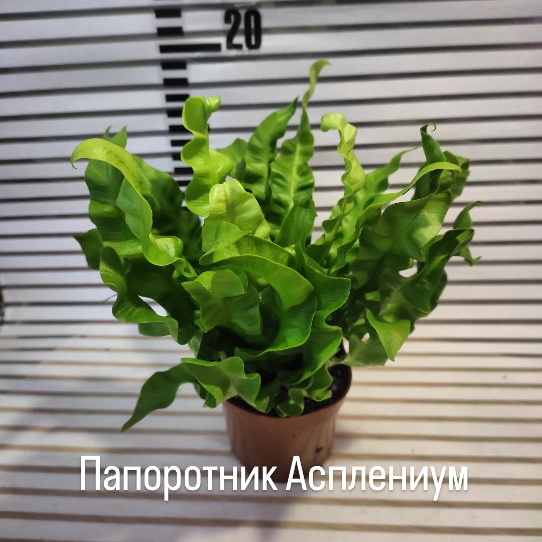 Папоротники разных сортов и размеров