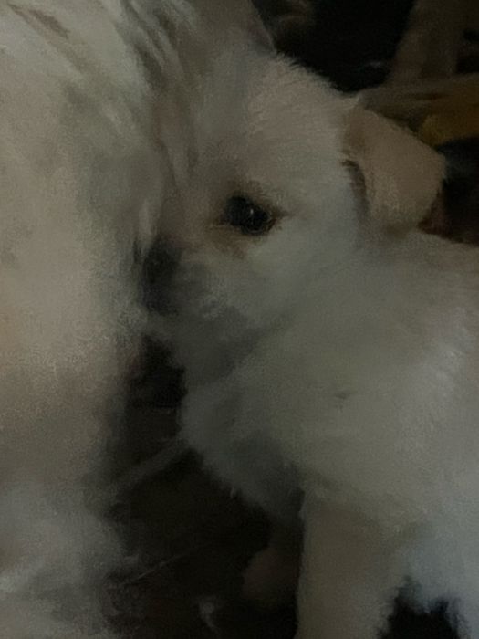 Donez catelusi 1-2 luni